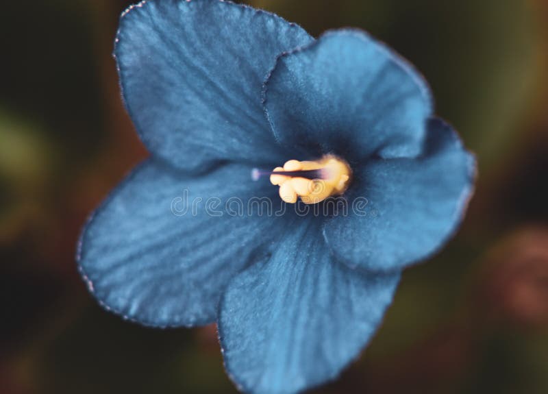 Violette Africaine En Fleur Bleue Image stock - Image du stupéfier, bleu:  193508701