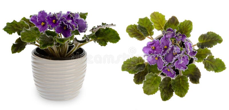 Violette Africaine (saintpolia) Dans Le Pot En Céramique Décoratif De  Cachette D'isolement Photo stock - Image du houseplant, cadre: 75569444