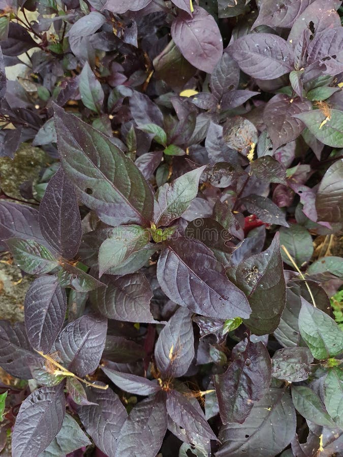Violette Blattpflanze aus oben stockfotos
