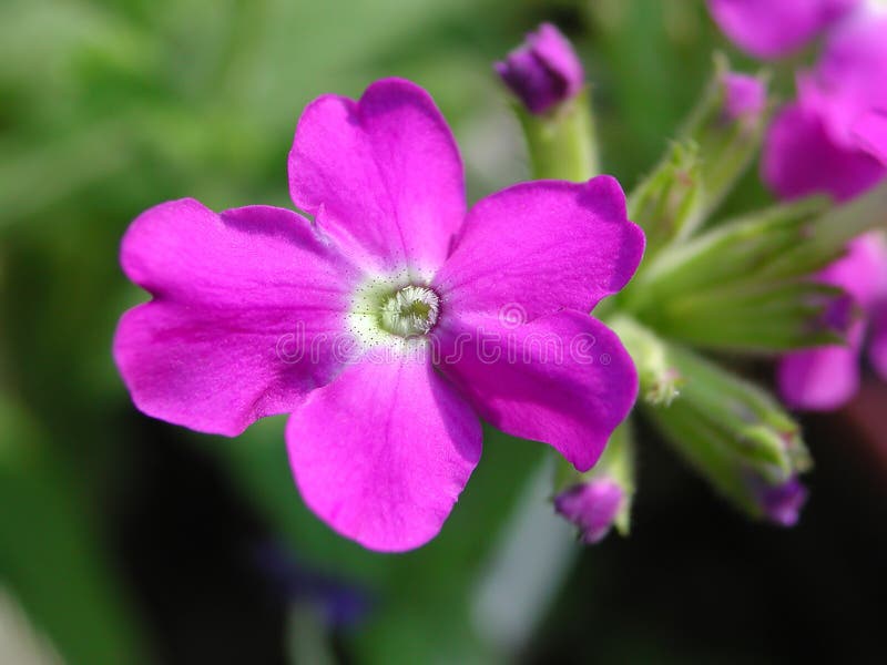 Violette Blume stockfoto