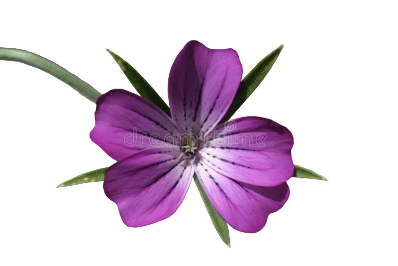 Violette Blume stockfoto