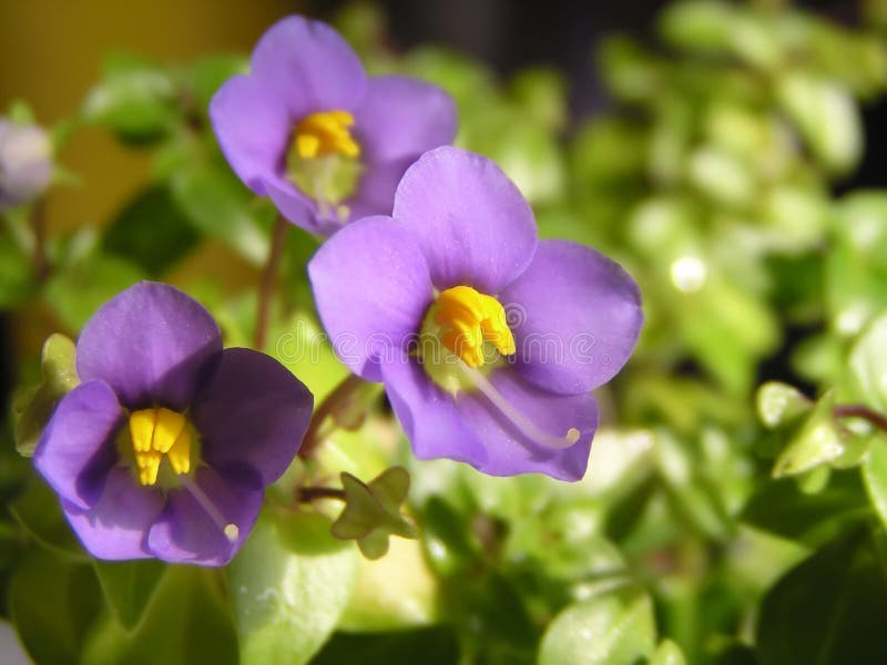 Violette Blume lizenzfreie stockfotografie