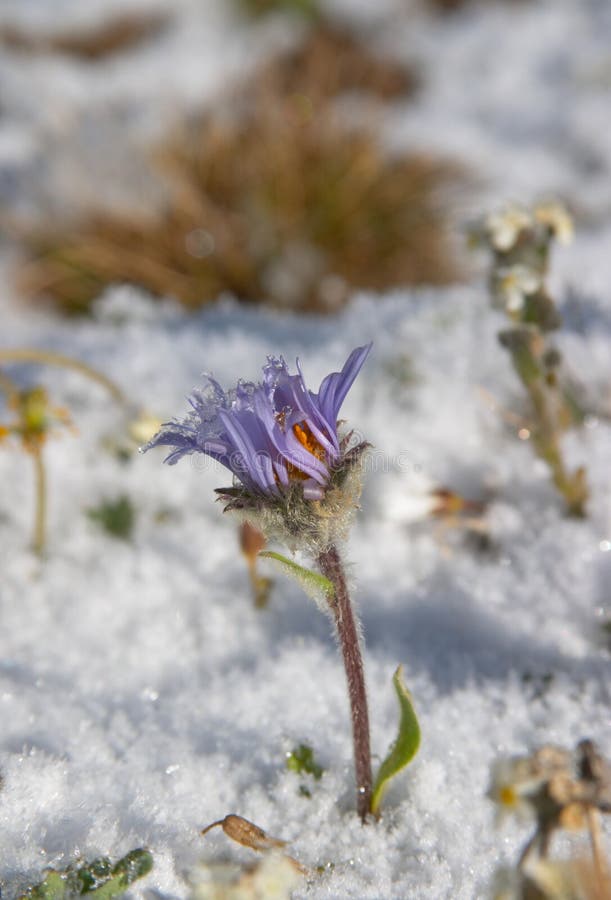 Violette Blume abgedeckt durch den Schnee stockfotos