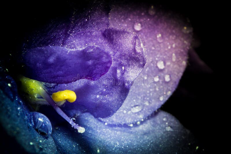 Violette Blume mit Wasserregen l?sst Makronahaufnahme mit sch?ner weicher Steigung fallen Kreatives Foto der violetten Blume mit lizenzfreies stockfoto Violette Blume mit Wasserregen l?sst Makronahaufnahme mit sch?ner weicher Steigung fallen Kreatives Foto der violetten Blume mit lizenzfreies stockfoto