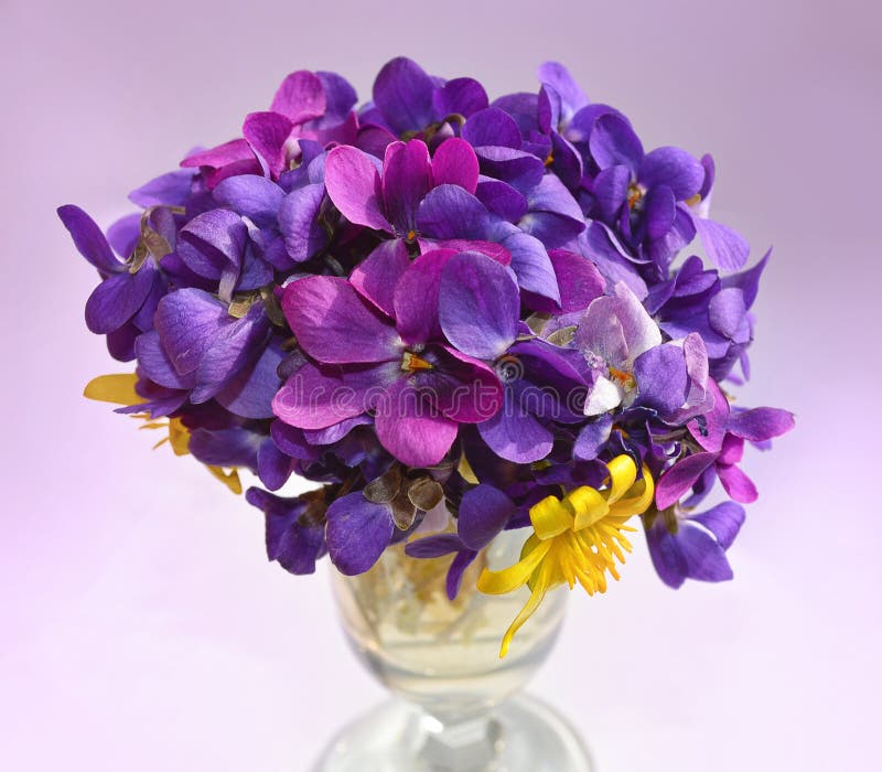 Violette Blumen lizenzfreie stockfotografie Violette Blumen lizenzfreie stockfotografie