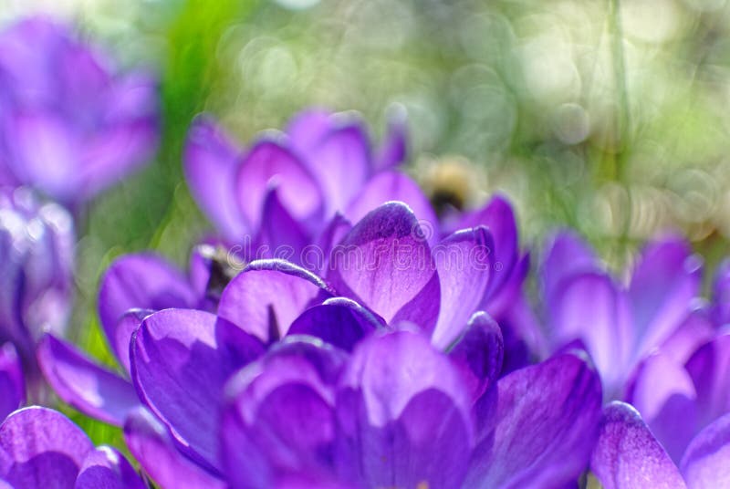 Violette Blumenblätter Krokusblüte im Garten Violette Blumenblätter Krokusblüte im Garten