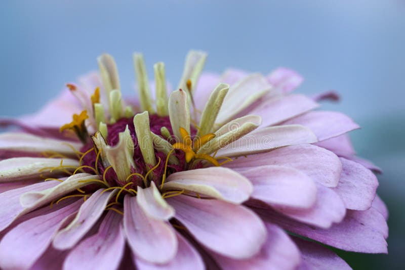 Violette Blüte der Aster - selektiver Fokus auf den Antheren Violette Blüte der Aster - selektiver Fokus auf den Antheren