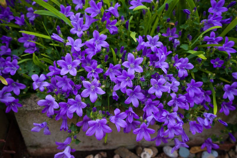 Violette farbige Glockenblume muralis Blumen als Hintergrund, der im Garten w?chst stockfotos Violette farbige Glockenblume muralis Blumen als Hintergrund, der im Garten w?chst stockfotos