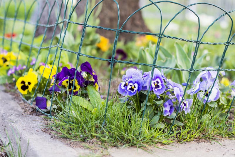 Violette, gele en blauwe viooltjes in een de lentetuin stock foto Violette, gele en blauwe viooltjes in een de lentetuin stock foto