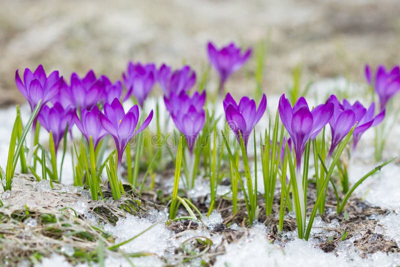 Violette Krokussen In De Sneeuw Stock Afbeelding - Afbeelding bestaande uit  milieu, bloemen: 104793753