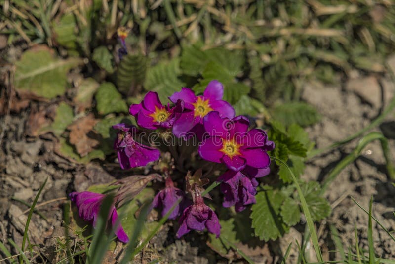 Violette primula in de lente zonnige dag stock afbeelding