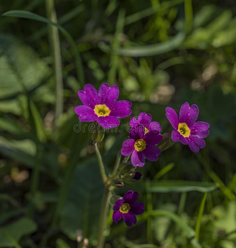 Violette primula in de lente zonnige dag stock afbeeldingen
