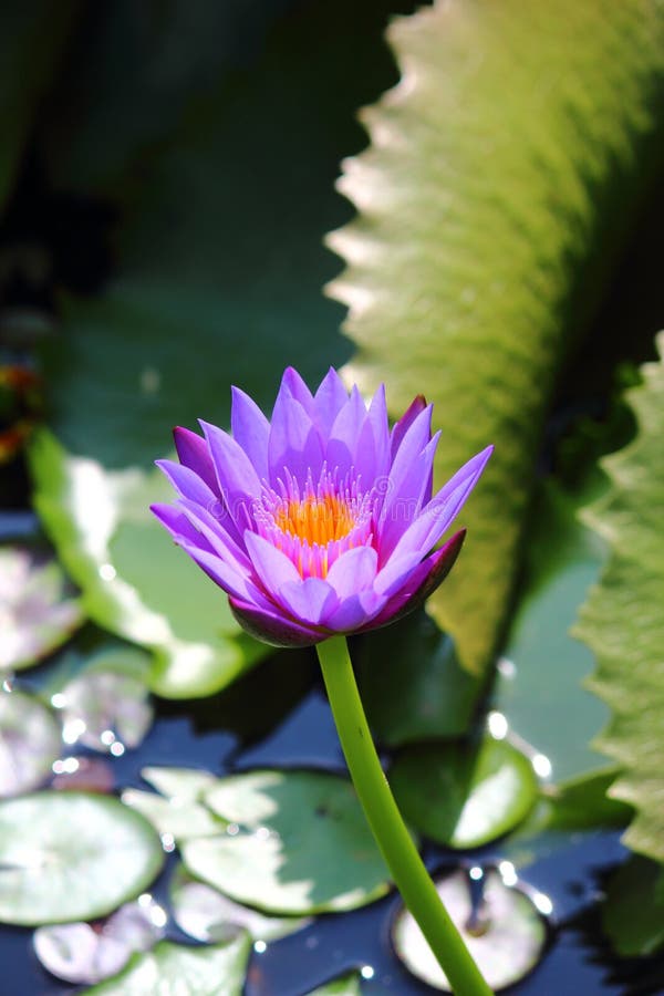 Violette Lotusblume Im Teich Stockfoto Bild von muster, botanisch