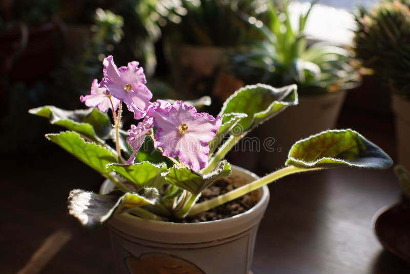Violettes africaines se développantes - sourire d'Austin’s de sorte dans la maison avec le fond en bois images libres de droits Violettes africaines se développantes - sourire d'Austin’s de sorte dans la maison avec le fond en bois images libres de droits