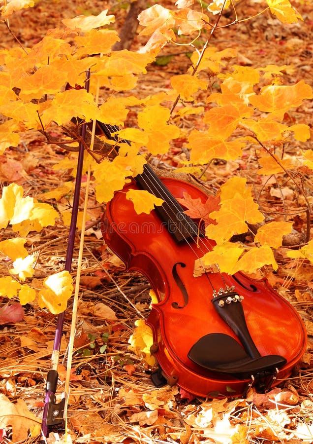 Maple Violin Scroll & Autumn Leaves Stock Photo Image of nature, fall