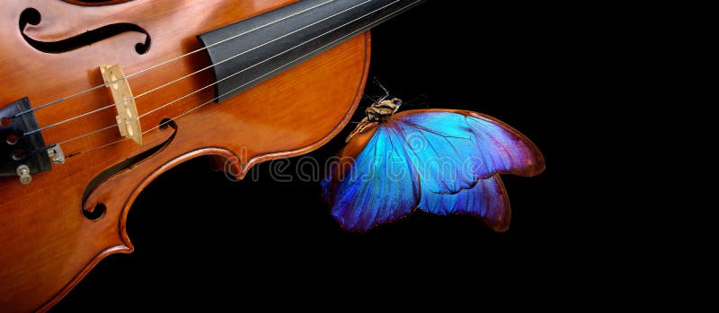 Violin fretboard. melody concept. blue morpho butterfly on violin neck isolated on black. music concept. copy space