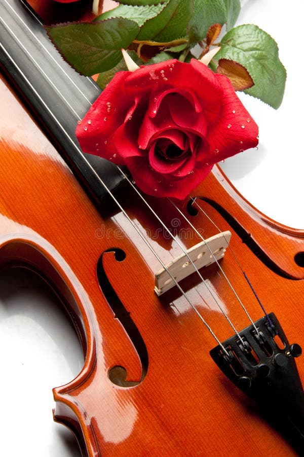 Violin and rose