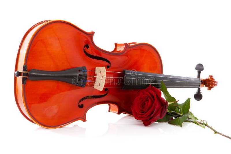 Violin and rose royalty free stock photo Violin and rose royalty free stock photo