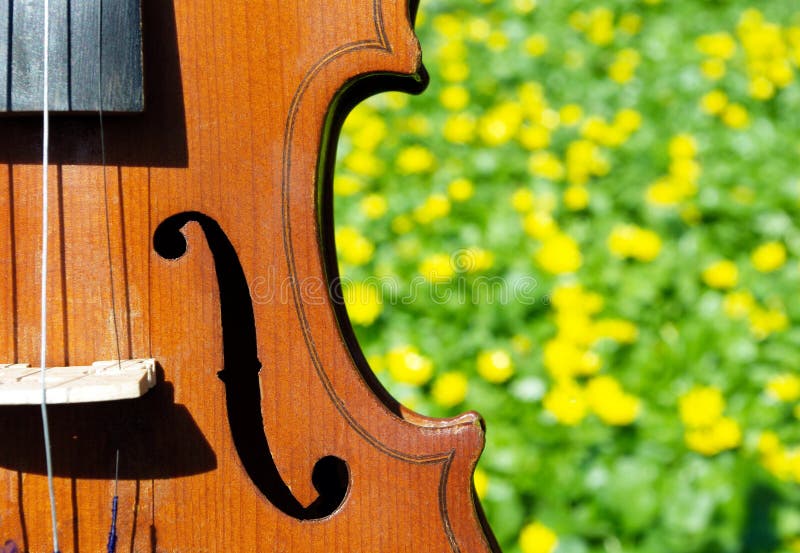Violin and spring blooming stock photo. Image of shape 2090300