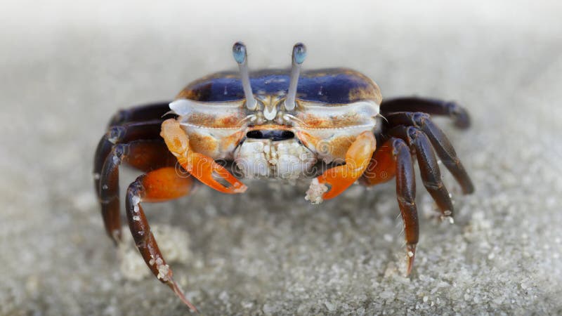 baby violinist crab with small orange claws on the sand, macro photo of the see life on the beach