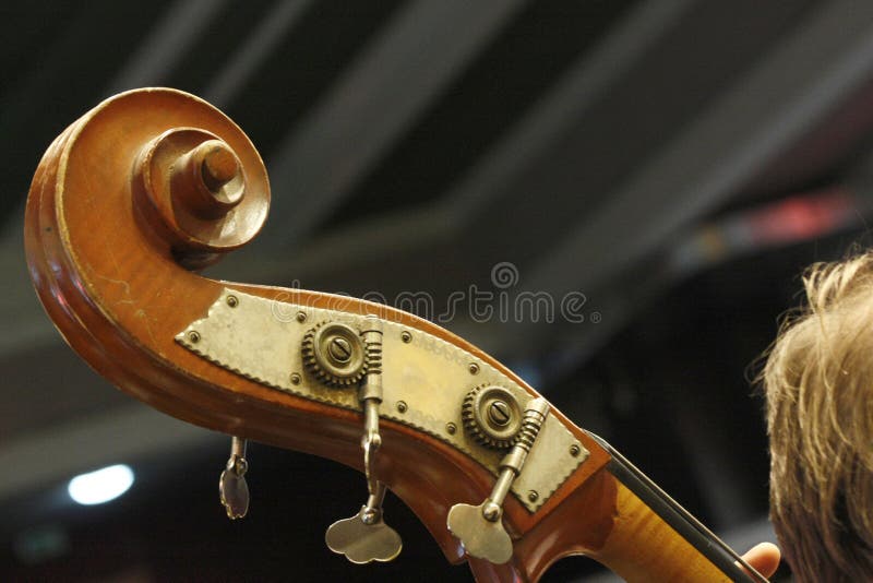 Violoncellsnirkel, huvuddetaljer med pinnor royaltyfri bild Violoncellsnirkel, huvuddetaljer med pinnor royaltyfri bild