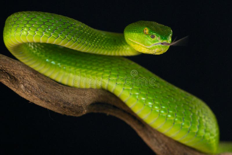 Green Bush Viper (Atheris chlorechis). Forests of West Africa. venomous