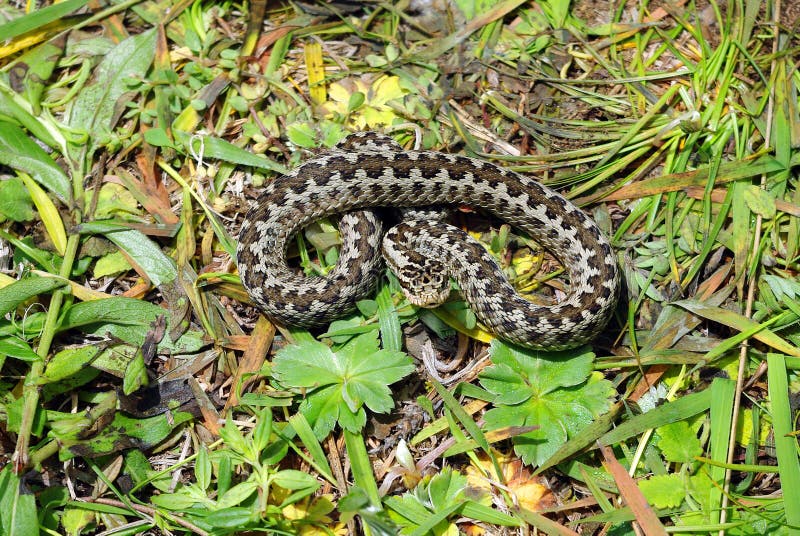 Viper royalty free stock images