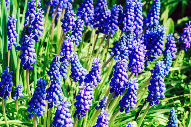 Viper Onion Muscari Botryoides Flowering in Spring. Blue Flowers. Stock