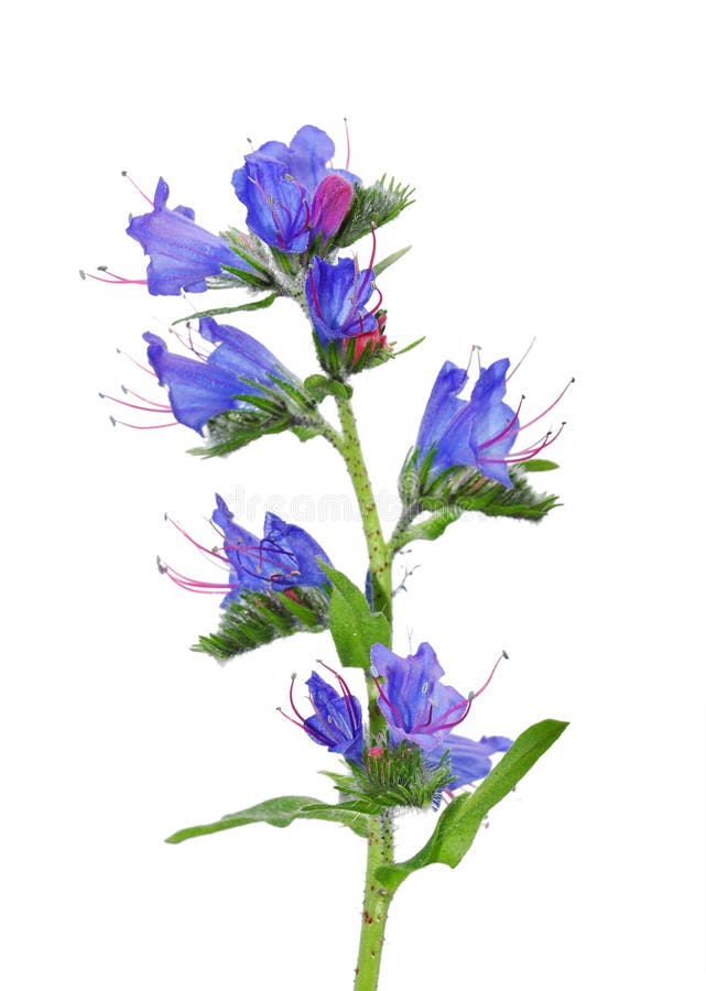 Viper s Bugloss (Echium vulgare)