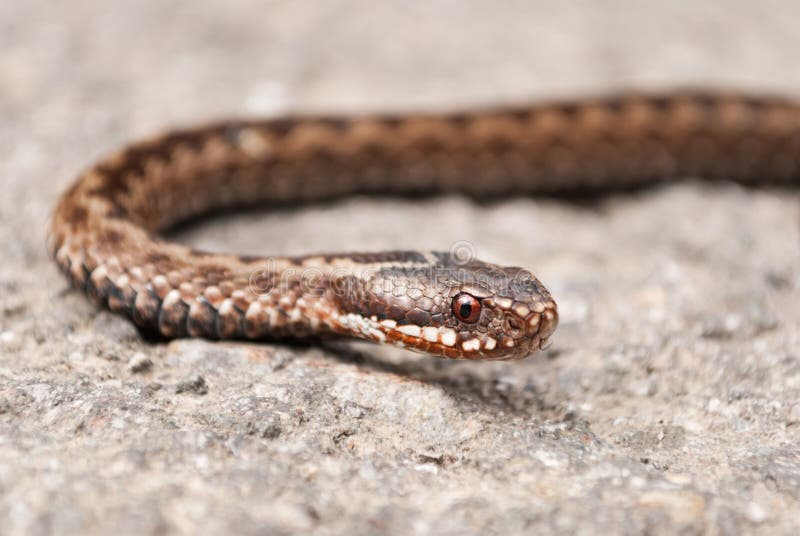 Vipera Berus