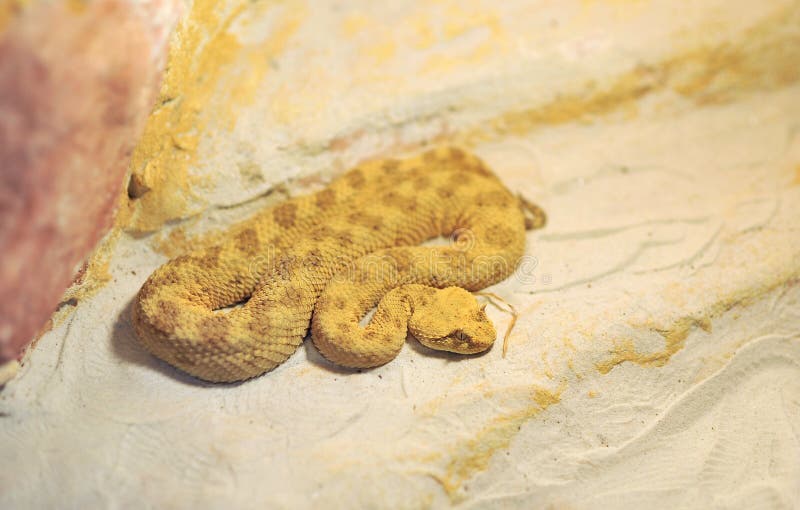 Vipera cornuta sahariana - cerastes del Cerastes fotografia stock Vipera cornuta sahariana - cerastes del Cerastes fotografia stock