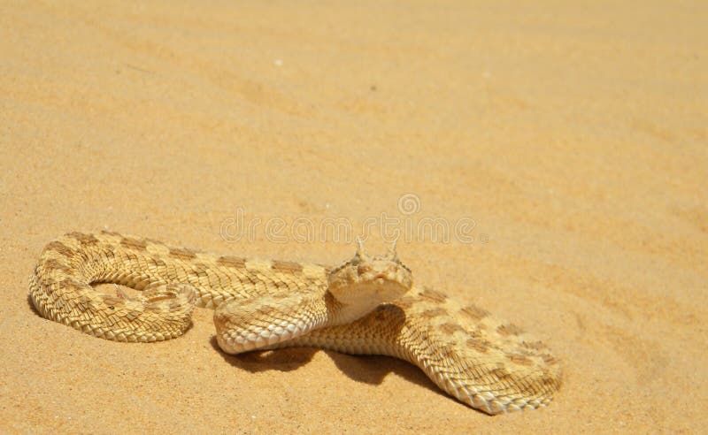 Vipera di sabbia del Sahara fotografie stock libere da diritti Vipera di sabbia del Sahara fotografie stock libere da diritti