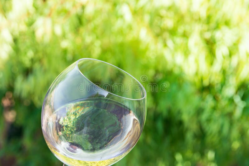 Vippat på exponeringsglas av vitt torrt vin på grön lövverkvinrankabakgrund Autentisk livsstilbild Avkopplingflathetgourmet arkivfoton Vippat på exponeringsglas av vitt torrt vin på grön lövverkvinrankabakgrund Autentisk livsstilbild Avkopplingflathetgourmet arkivfoton