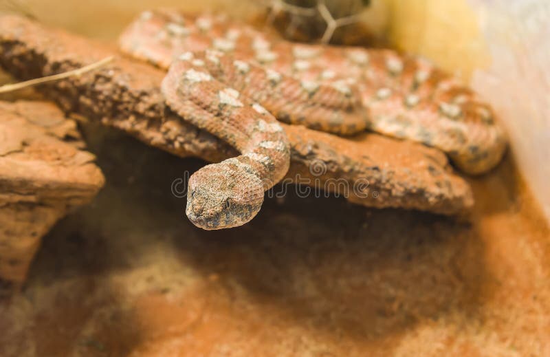 Vipère de tapis Pit Viper Snake malais sur le sable images libres de droits Vipère de tapis Pit Viper Snake malais sur le sable images libres de droits