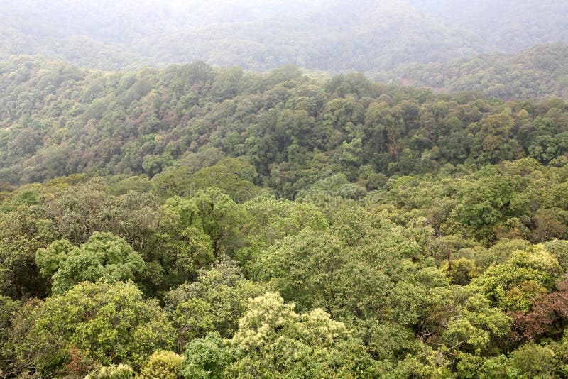 Virgin forest stock image. Image of landscape, trees, earth 2372327