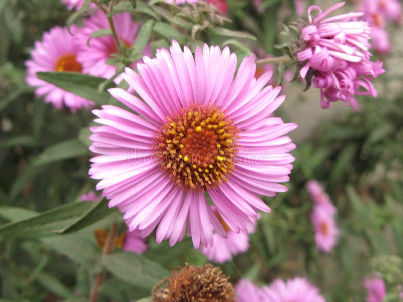 Virgin pink asters stock photo. Image of flowerbed, belgian - 131888754