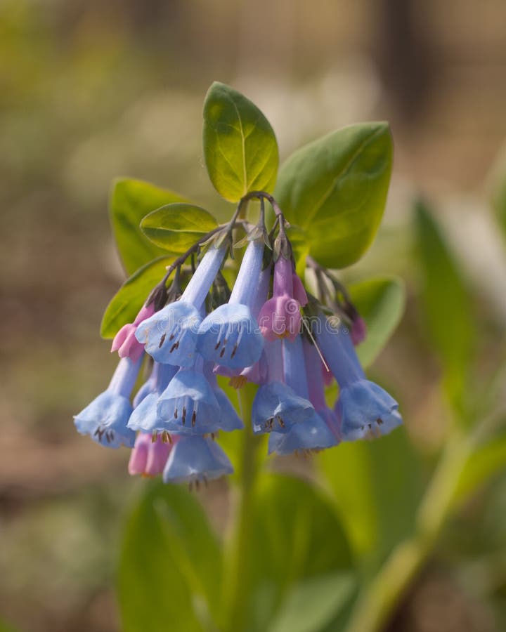 Virginia Blue Bell stock photo. Image of pretty, cluster 71117196