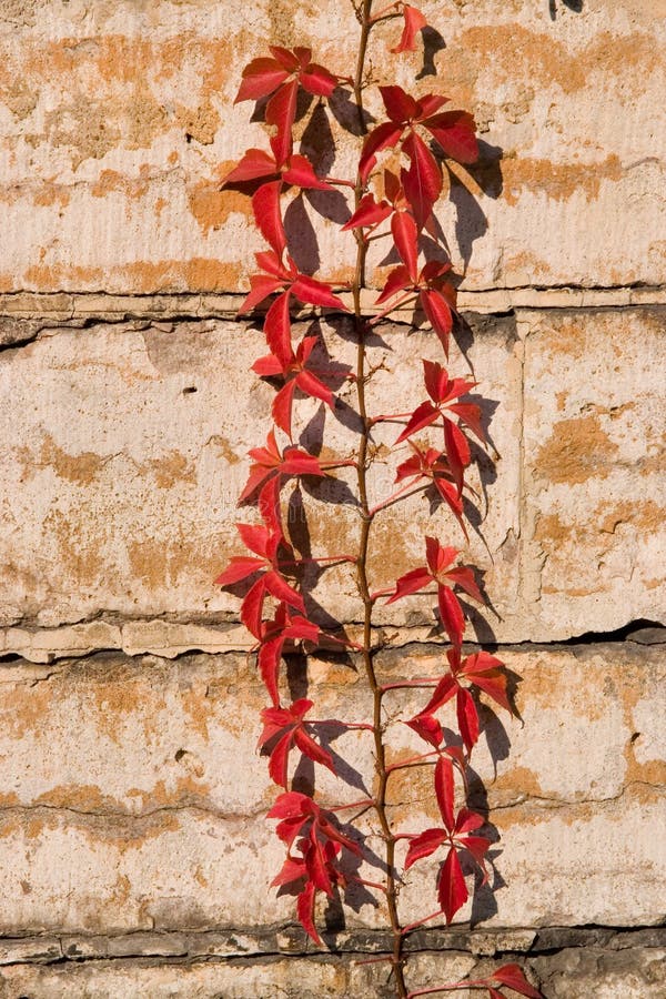 Virginia creeper stock photo. Image of climbing, stem, virginia 598808