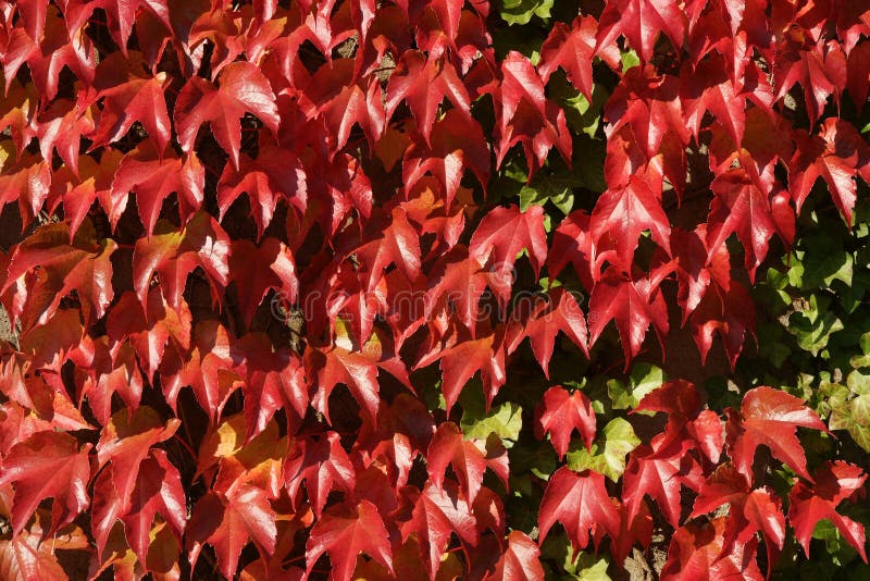 Virginia Creeper stock image. Image of shade, creep, creeper 7334563