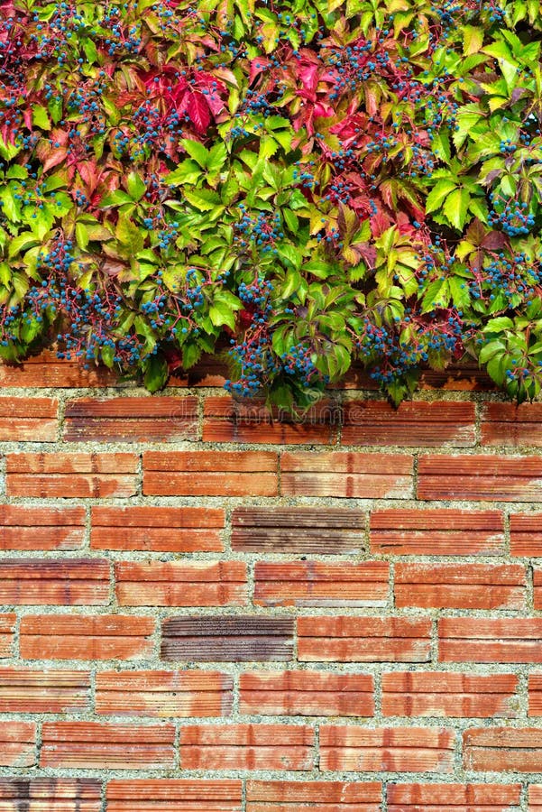 Virginia Creeper stock foto. Image of helder, samenstelling - 77952704