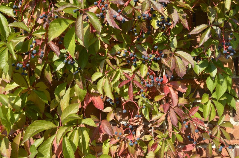 Virginia Creeper stock image. Image of berry, dark, wine 77030747