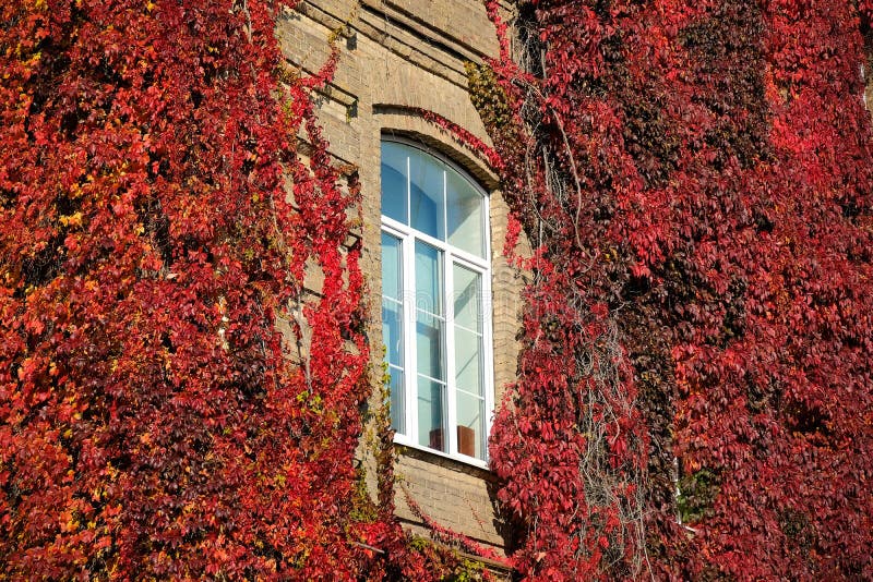 Virginia creeper on stone wall, red leaves around window in autumn