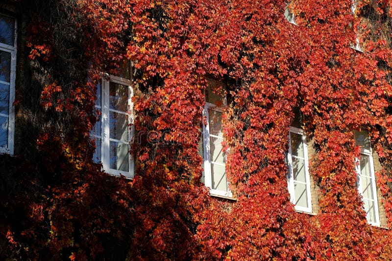 Virginia creeper on wall, red leaves around the windows in fall