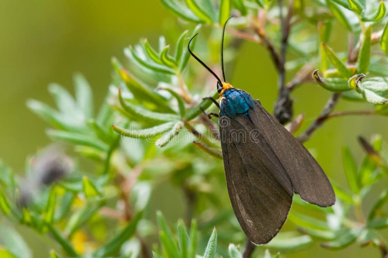 Virginia Ctenucha Moth royalty free stock photos Virginia Ctenucha Moth royalty free stock photos