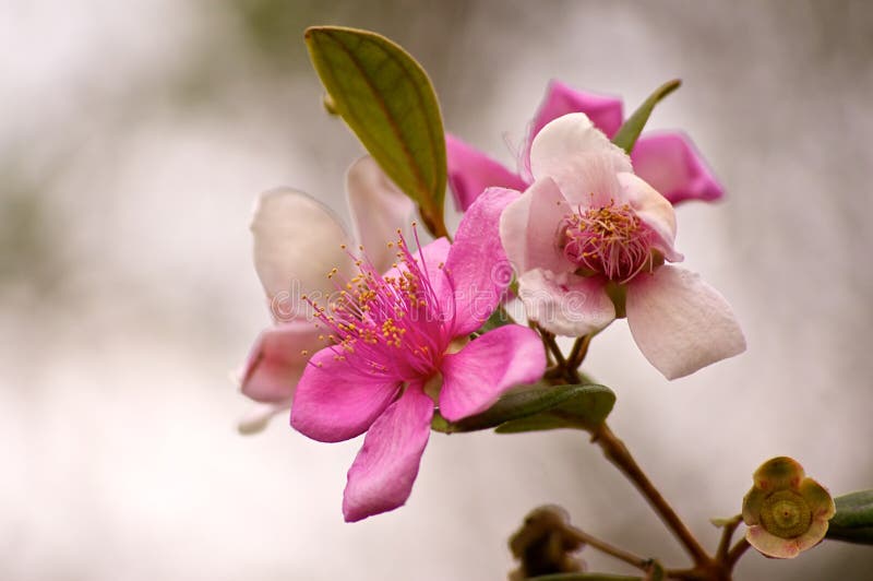 Virginia or Dog Rose