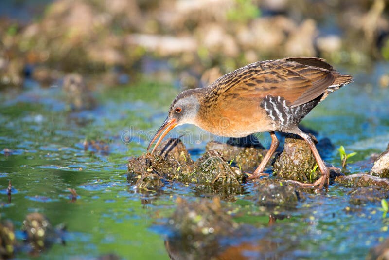 Virginia Rail in a marsh