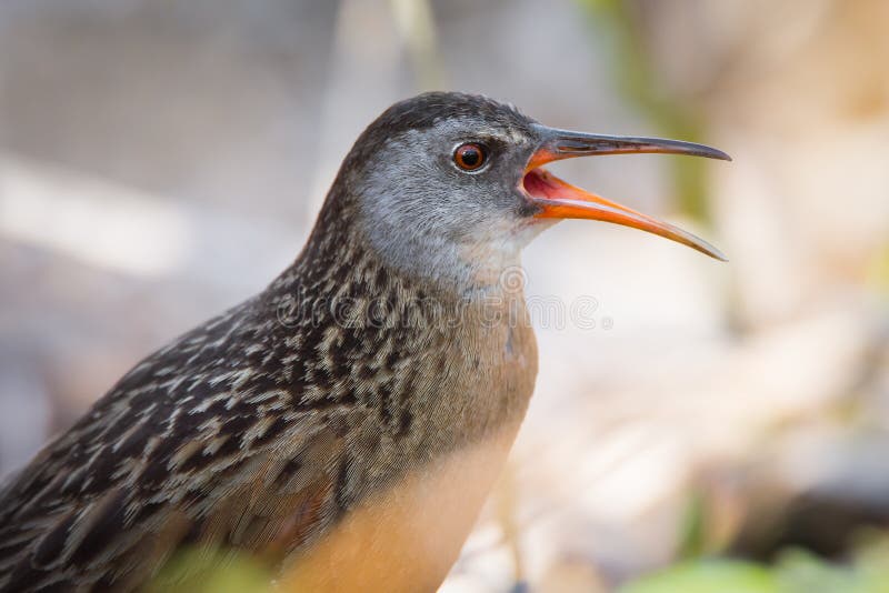 Virginia Rail Waterbird Calling To Mate