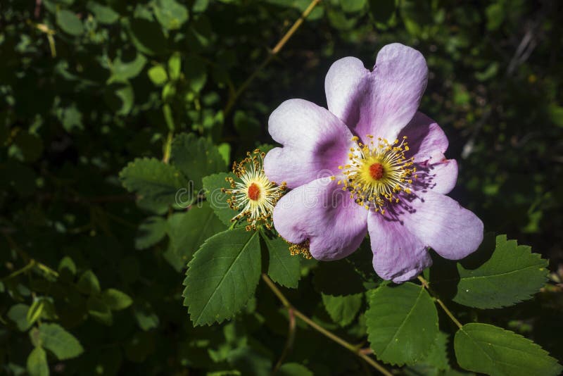 Virginia Rose Wildflower une fleur avec les pétales roses fleurissent des feuilles de vert de jardin de nature photographie stock libre de droits Virginia Rose Wildflower une fleur avec les pétales roses fleurissent des feuilles de vert de jardin de nature photographie stock libre de droits