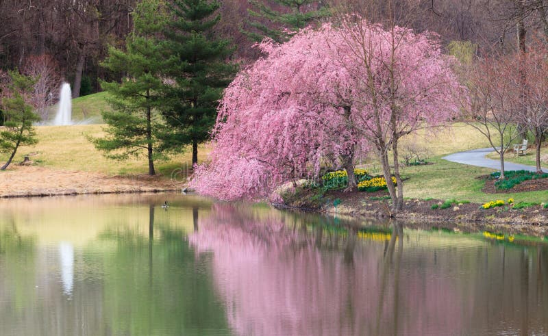 Virginia Spring Garden Cherry Blossom Landscape Stock Image - Image of ...