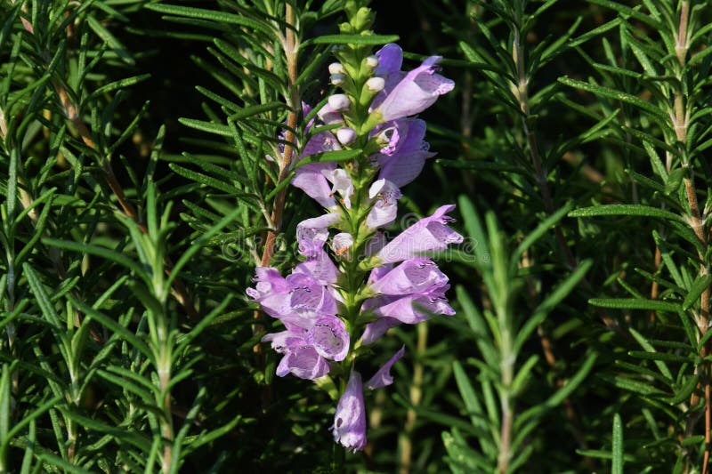 Virginiana del Physostegia fotografía de archivo Virginiana del Physostegia fotografía de archivo